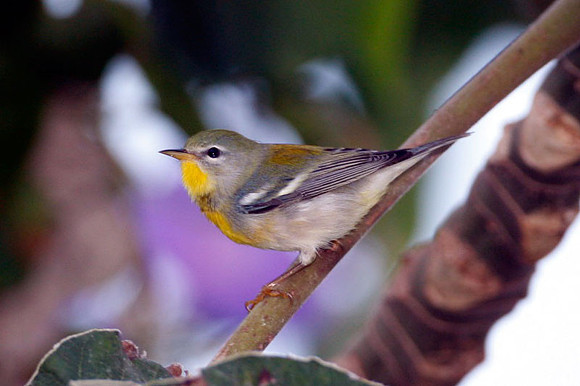 Northern Parula (Parula americana) male