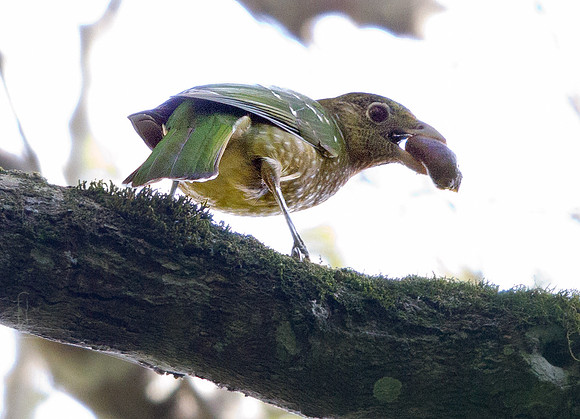 Green catbird (Ailuroedus crassirostris)