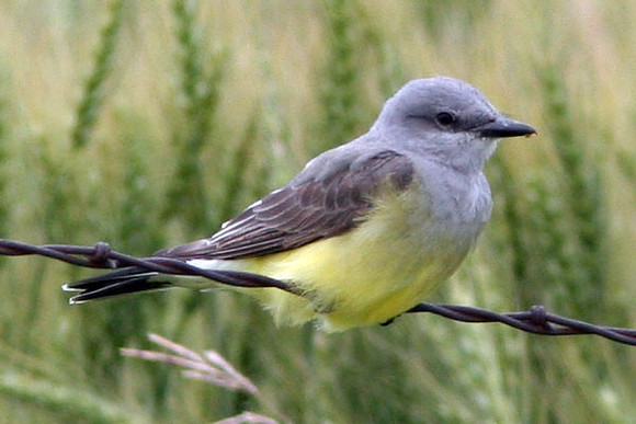 Western Kingbird (Tyrannus verticalis)