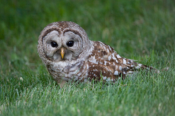 Barred Owl (Strix varia)
