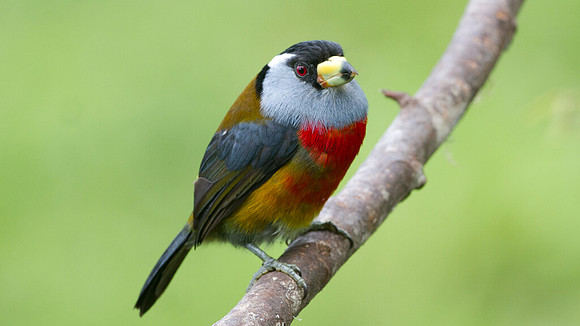 Toucan Barbet (Semnornis ramphastinus)