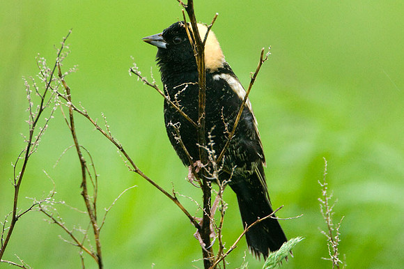 Bobolink (Dolichonyx oryzivorus)
