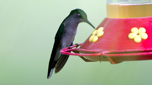 Grey-breasted Sabrewing (Campylopterus largipennis)