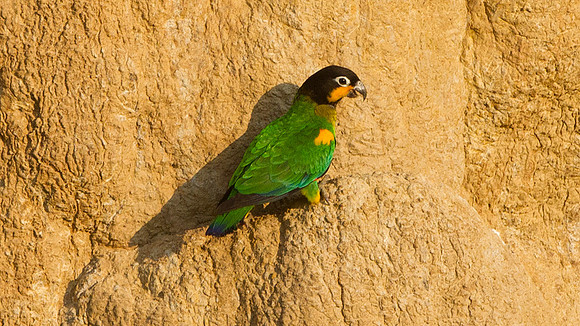Orange-cheeked Parrot (Pyrilia barrabandi)
