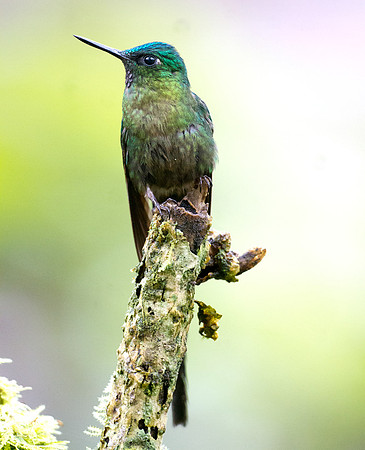 Violet-tailed Sylph (Aglaiocercus coelestis)