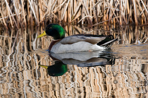 Mallard (Anas platyrhynchos) male