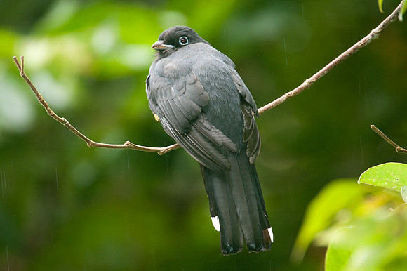 Black-headed Trogon (Trogon melanocephalus)