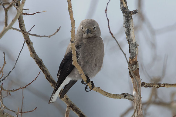 Clark's Nutcracker (Nucifraga columbiana)