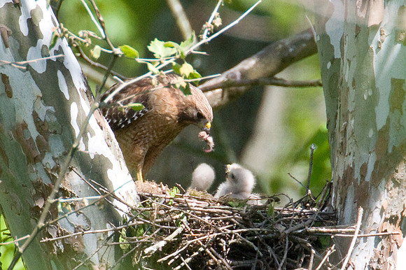 Red-shouldered Hawk (Buteo lineatus) adult and juvenile