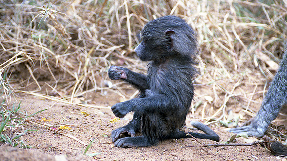 1988 Africa baboon img422