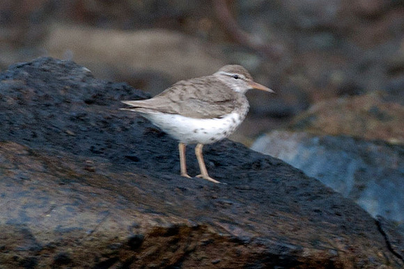 Spotted Sandpiper (Actitis macularius syn. Actitis macularia)
