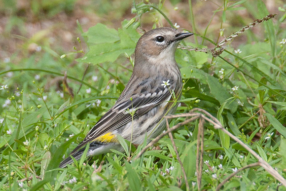 Yellow-rumped Warbler (Dendroica coronata)