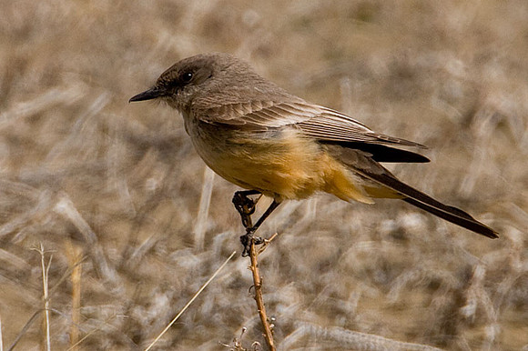 Say's Phoebe (Sayornis saya)