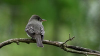 3Q2A0601 copy Eastern Wood-Pewee
