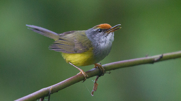 IMG_9405Mountain tailorbird (Phyllergates cuculatus)