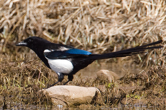 Black-billed Magpie (Pica hudsonia)