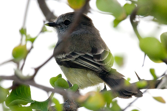 Brown-crested Flycatcher (Myiarchus tyrannulus)