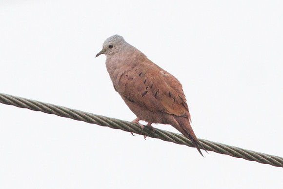 Ruddy Ground Dove (Columbina talpacoti)