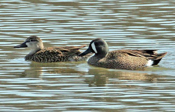 Blue-winged Teal (Anas discors) male and female