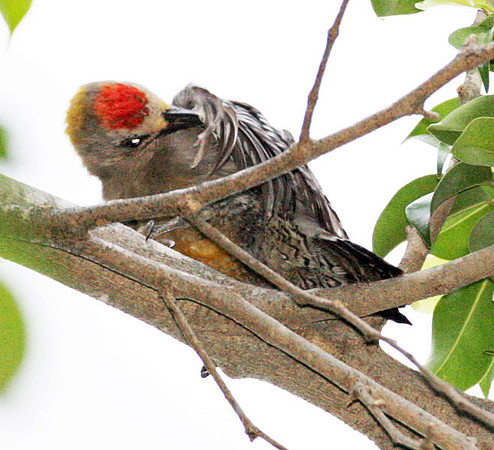 Hoffmann's Woodpecker (Melanerpes hoffmannii) male