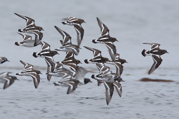 Ruddy Turnstone (Arenaria Interpres)