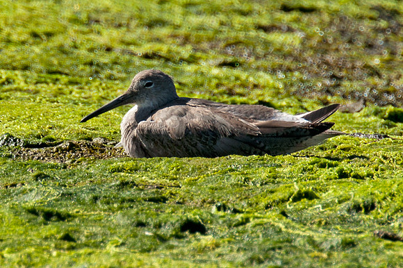 Willet (Tringa semipalmata)