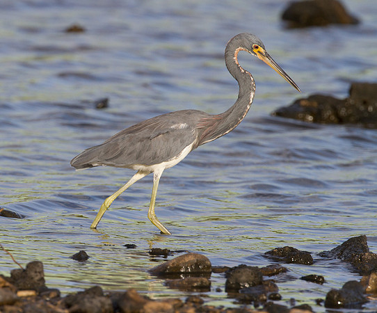 Tricolored Heron (Egretta tricolor)