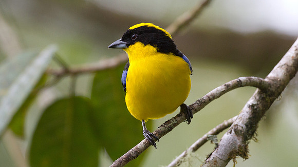 Blue-winged Mountain Tanager (Anisognathus somptuosus)