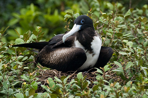Magnificent Frigatebird (Fregata magnificens) female
