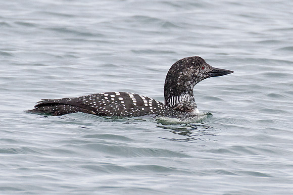 Great Northern Loon (Gavia immer) also known as Common Loon or Great Northern Diver