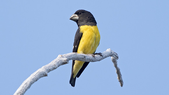 Spot-winged grosbeak (Mycerobas melanozanthos) Male