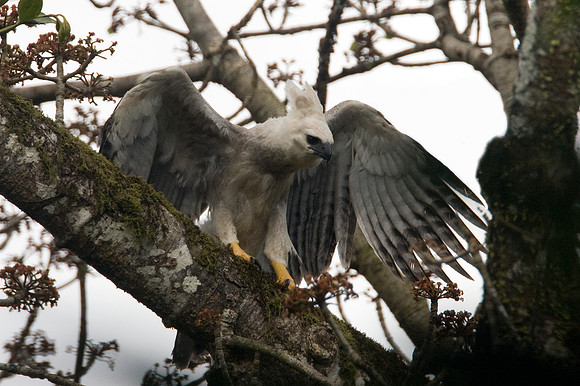 Harpy Eagle (Harpia harpyja) juvenile
