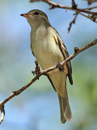 Caribbean Elaenia (Elaenia martinica)