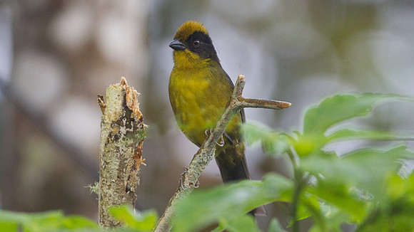 Tricolored Brush Finch (Atlapetes tricolor)