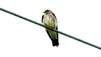 Southern Rough-winged Swallow (Stelgidopteryx ruficollis)