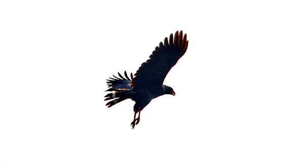 Slate-coloured Hawk (Leucopternis schistaceus)