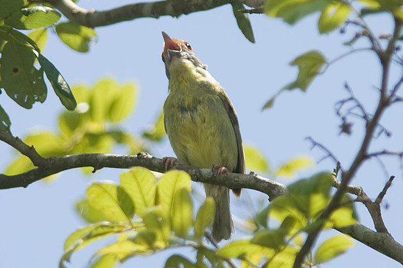 Rufous-browed Peppershrike (Cyclarhis gujanensis)