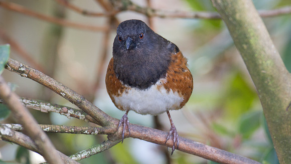 Spotted Towhee (Pipilo maculatus)