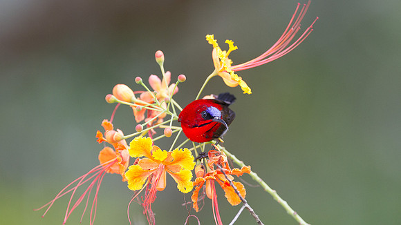 Eastern Crimson Sunbird (Aethopyga siparaja)
