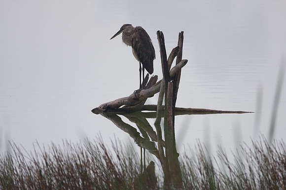 Great Blue Heron (Ardea herodias)
