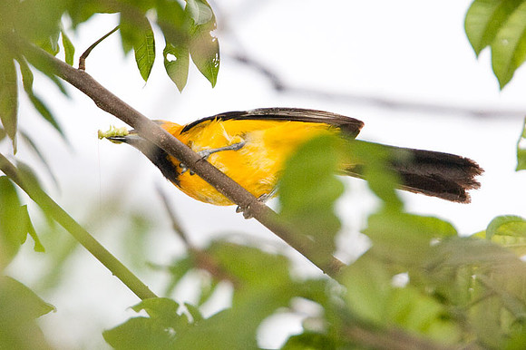 Altamira Oriole (Icterus gularis)