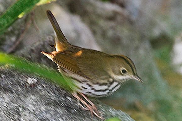 Ovenbird (Seiurus aurocapillus)