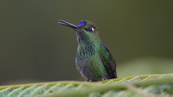 Violet-fronted Brilliant (Heliodoxa leadbeateri)