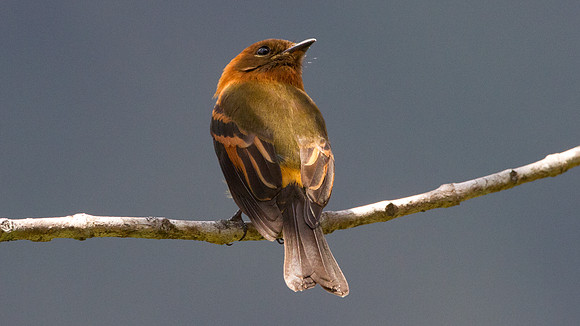 Cinnamon Flycatcher (Pyrrhomyias cinnamomeus)