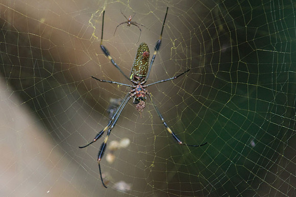 Spider