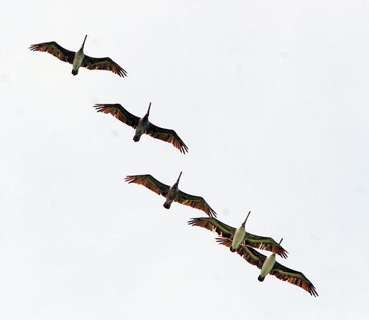 Brown Pelican (Pelecanus occidentalis)