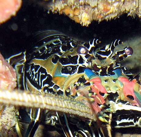 Lobster