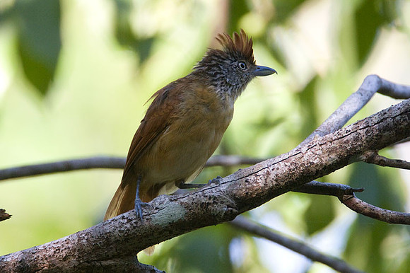 Barred Antshrike (Thamnophilus doliatus) female