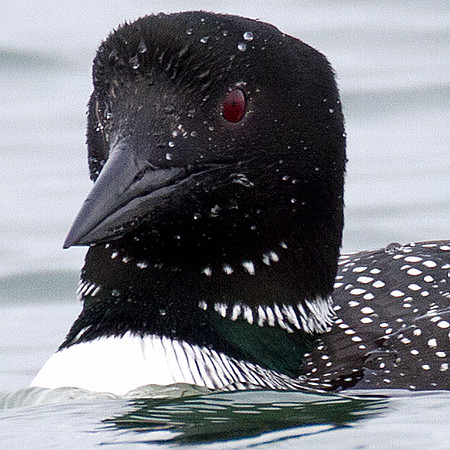 Great Northern Loon (Gavia immer) also known as Common Loon or Great Northern Diver