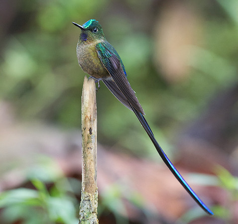 Violet-tailed Sylph (Aglaiocercus coelestis)